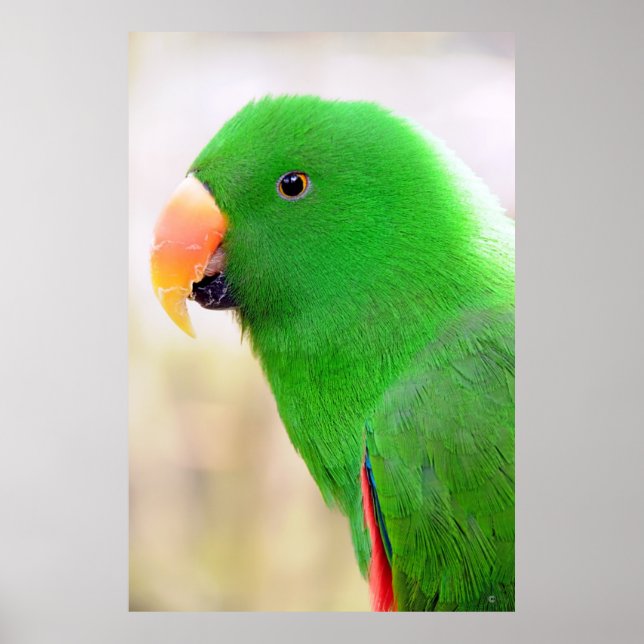 Green Parakeet of Mexico Poster (Front)
