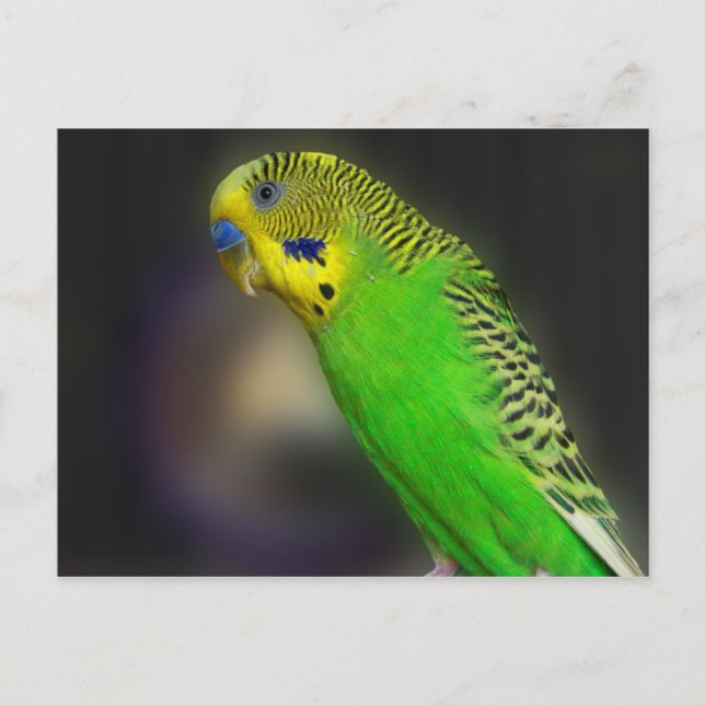 Green Parakeet Postcards (Front)