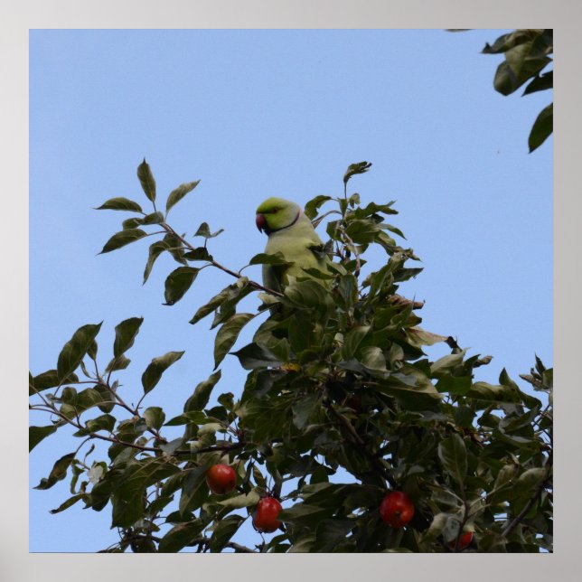 Green Parakeet Poster (Front)