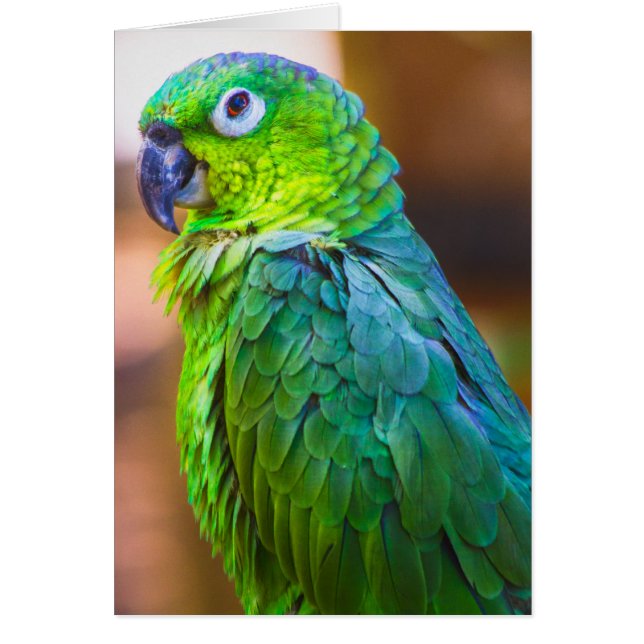 Green Parrot (Front)