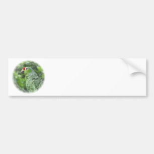 Green Parrot Bumper Sticker