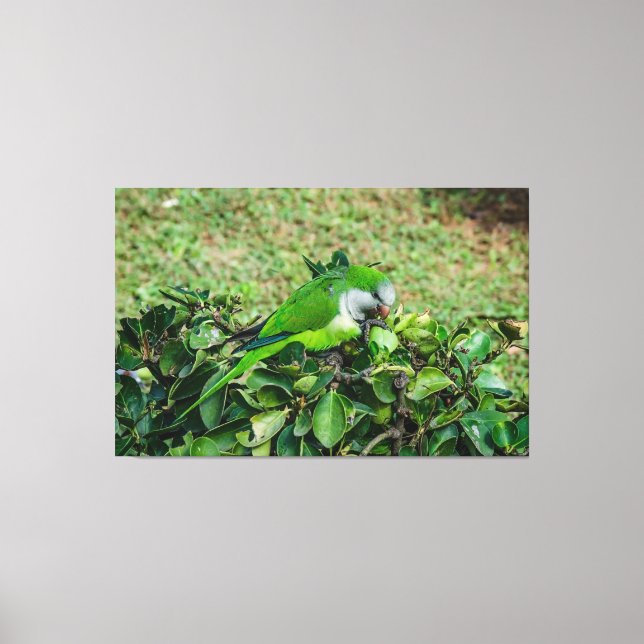 Green parrot canvas print (Front)