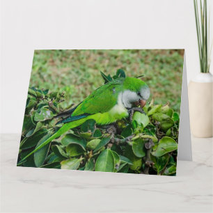 Green parrot card