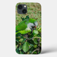 Green parrot