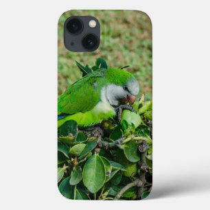 Green parrot iPhone 13 case