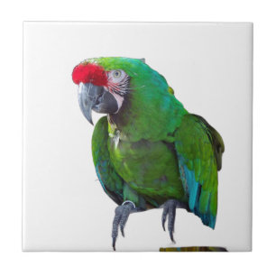 Green Parrot Ceramic Tile