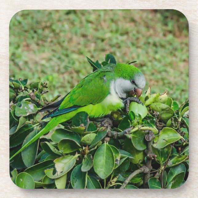 Green parrot coaster (Front)