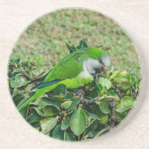 Green parrot coaster
