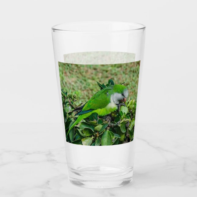 Green parrot glass (Front)