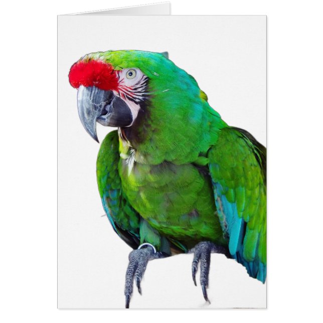 Green Parrot Greeting Card (Front)
