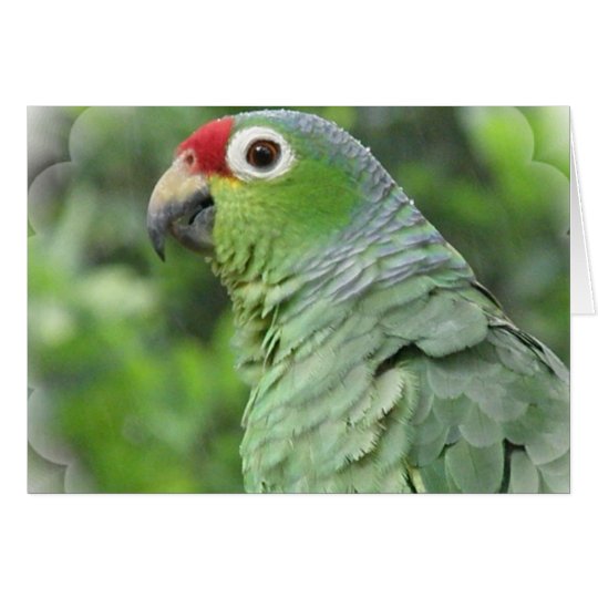Green Parrot Greeting Card