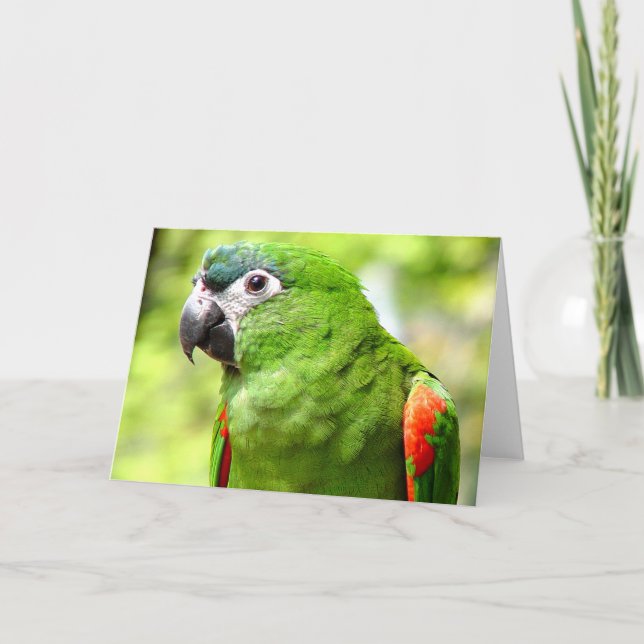 Green Parrot Greeting Card 2 (Front)
