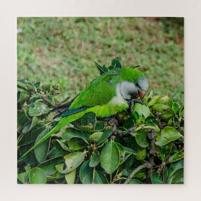 Green parrot jigsaw puzzle (Vertical)