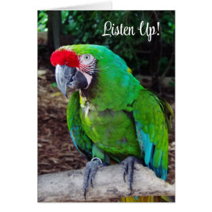 Green Parrot Listen Up Greeting Card