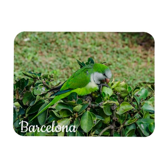 Green parrot magnet (Horizontal)
