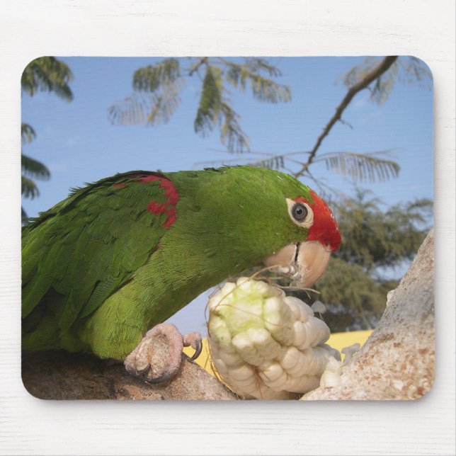 green parrot mouse mat (Front)
