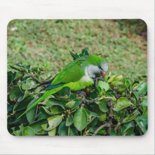 Green parrot mouse mat