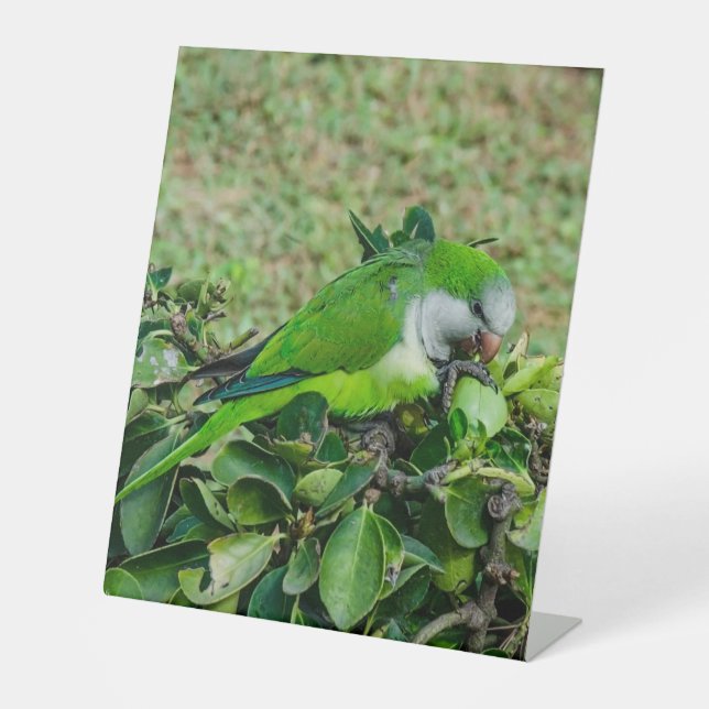 Green parrot pedestal sign (Front)