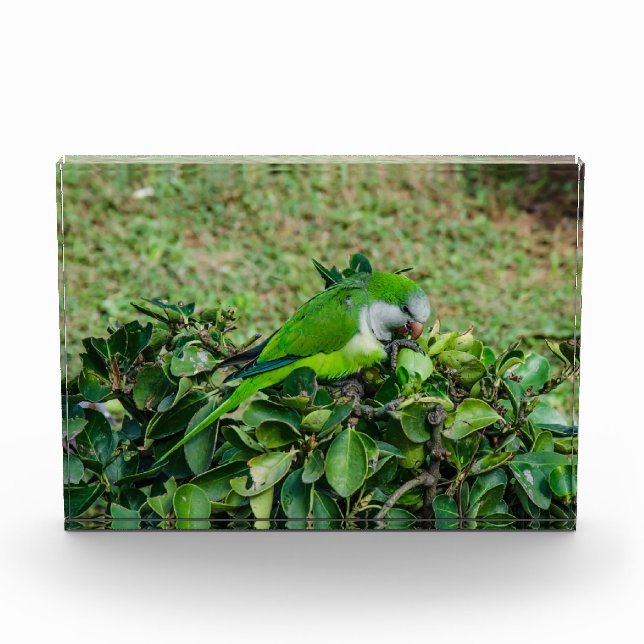 Green parrot photo block (Front)