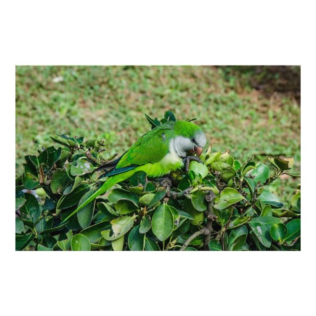 Green parrot photo print (Front)