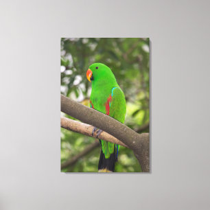 Green Parrot Portrait Canvas Print
