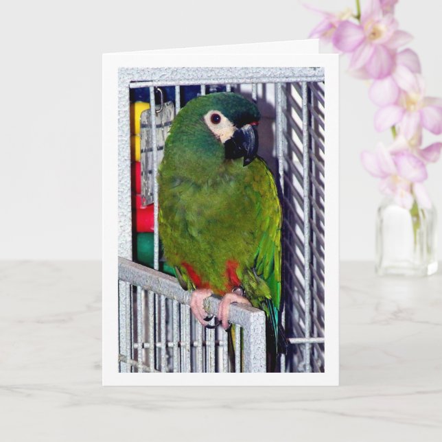 Green Parrot Portrait Card (Orchid)