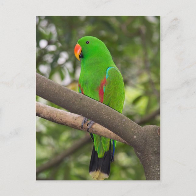 Green Parrot Portrait Postcard (Front)