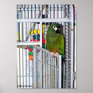 Green Parrot Portrait Poster