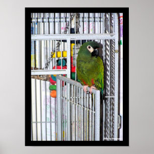 Green Parrot Portrait Poster