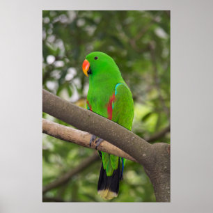 Green Parrot Portrait Poster
