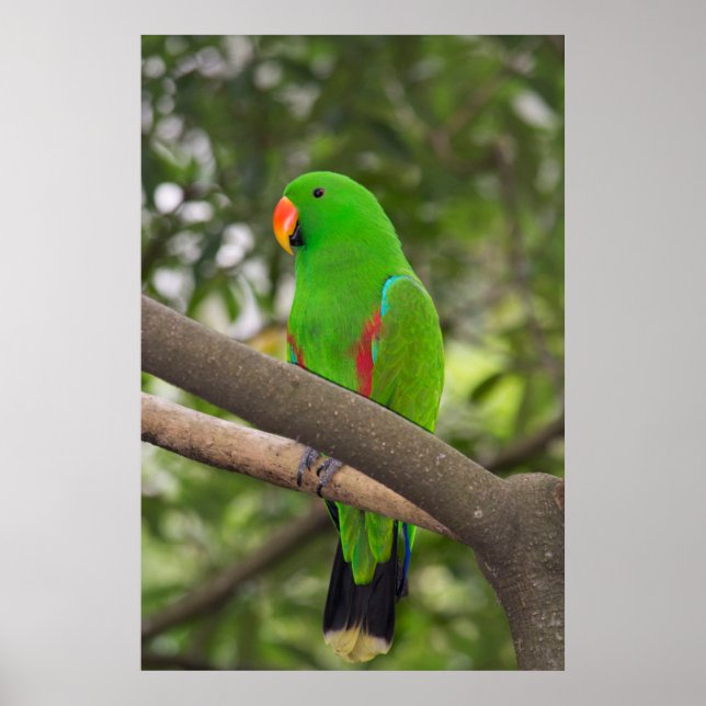 Green Parrot Portrait Poster (Front)
