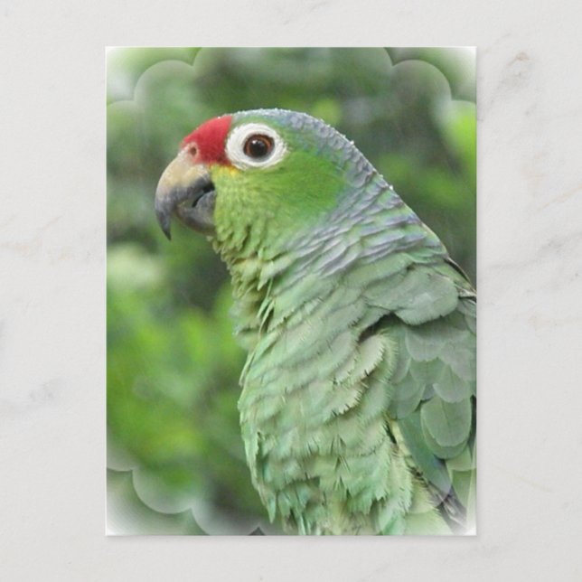 Green Parrot Postcard (Front)