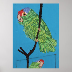 green parrot poster