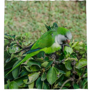 Green parrot shower curtain