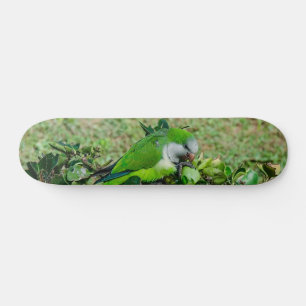 Green parrot skateboard