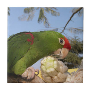 Green parrot tile