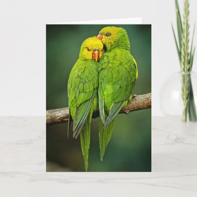 Green Parrots Love Birds Photography Card (Front)