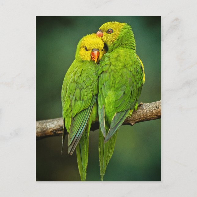 Green Parrots Love Birds Photography Postcard (Front)