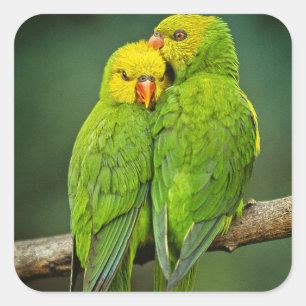Green Parrots Love Birds Photography Square Sticker