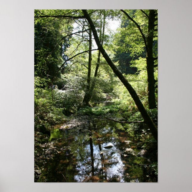 "Green Peace", Muir Woods Poster (Front)