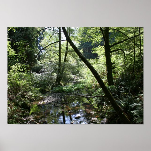 "Green Peace", Muir Woods Poster (Front)