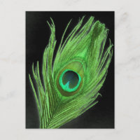 Green Peacock Feather on Black