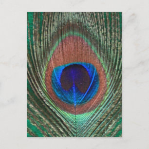 Green Peacock Feather Postcard