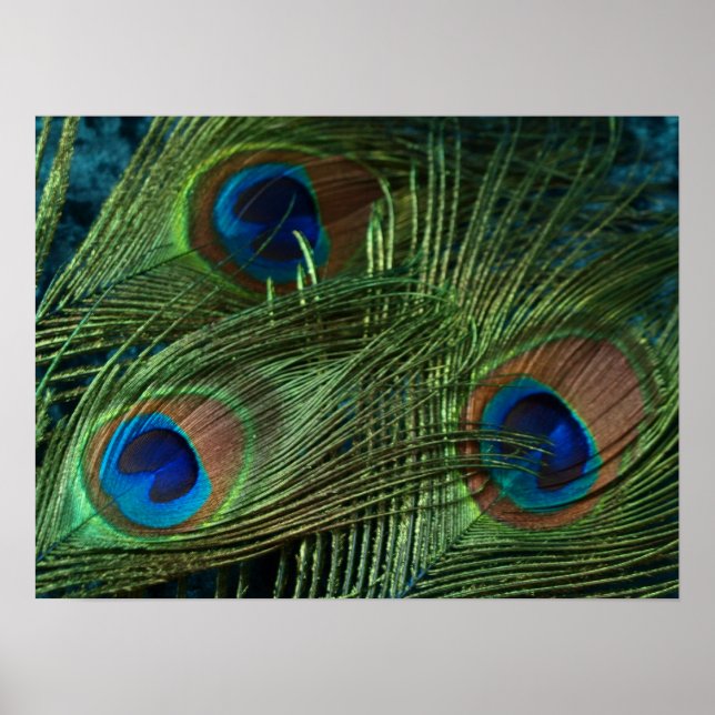 Green Peacock Feather Poster (Front)