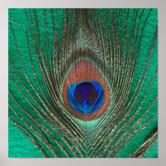 Green Peacock Feather Poster (Front)