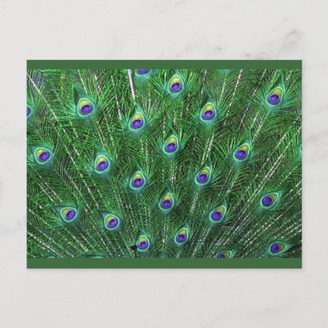 Green Peacock Feathers RSVP Invitation Postcard (Front)