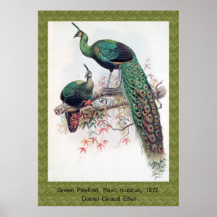 Green Peafowl, Pavo muticus, 1872 monograph of Pha Poster