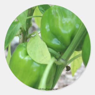 Green Peppers Garden Nature Photo Sticker Label