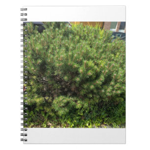 Green Pine Bush Nature Notebook