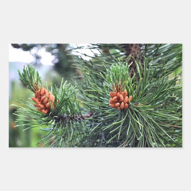 Green pine tree rectangular sticker (Front)